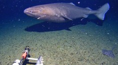 VIDEO: Moment, ktorý búra všetky mýty. Prvýkrát zachytili žraloka tam, kde ešte nikdy