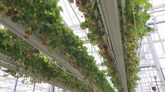 Jahody vpravo, vľavo i navrchu. Ukážeme vám, ako fungujú ekologické skleníky na juhu Slovenska