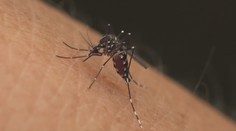 Na Slovensku sa udomácnil invázny druh komára, ktorý prenáša 22 ochorení