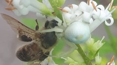 Malý majster kamufláže. Tento pavúk sa u nás vyskytuje hojne, no spozorovať ho, je ťažké