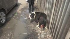 Pravidelne nás upozorňujete na prípady týrania zvierat. Teraz sme našli sučku s prerezaným hrdlom