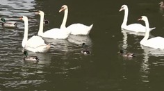 Radi kŕmime vtákov na jazerách. Spôsobujeme tým viac škody ako osohu