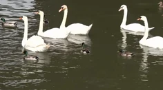 Radi kŕmime vtákov na jazerách. Spôsobujeme tým viac škody ako osohu