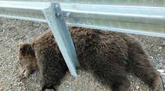 Mal 160 kíl a asi 12 rokov. Neďaleko Hýb pod kolesami auta zahynul ďalší medveď