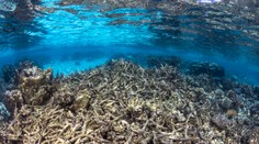 Globálne otepľovanie prekročilo prvý bod zlomu. Odumieranie všetkých koralových útesov je už nezvratné