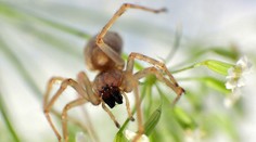 Čechov ohrozuje najjedovatejší pavúk