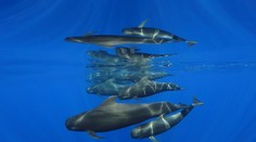 Súťaž Ocean Art pozná víťazov: Pozrite si najkrajšie snímky života pod hladinou