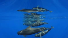 Súťaž Ocean Art pozná víťazov: Pozrite si najkrajšie snímky života pod hladinou