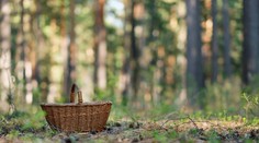 Sú výnimočné, ale môžu byť aj drahé. Za zber niektorých húb hrozia na Slovensku vysoké pokuty