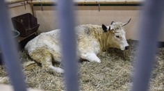 Pracovný deň sa zmenil na horor: Býk napadol muža priamo v stajni