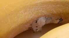 Strašidelný objav v banánoch. Vyliezali z nich pavúky