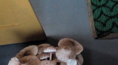 Hubári nosia z lesa koše plné bedlí. Povieme vám, kde rastú