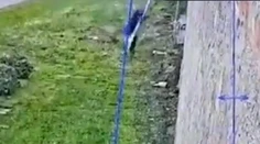 VIDEO: Boss talianskej mafie utiekol z prísne stráženého väzenia. Stačili mu na to plachty z postele