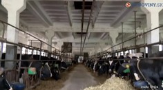 Mäso z chorých kráv z Poľska sa dostalo na Slovensko, putovalo do týchto prevádzok