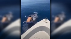 VIDEO: Muž zoskočil z lode na obrovského žraloka, následne na ňom odplával preč