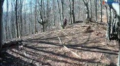 VIDEO: Útok medvedice pri Belej zachytila fotopasca. Muž jej zaťal sekeru do hlavy