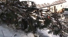 Dom mu ohrozujú borovice. Padajú mu takmer na hlavu