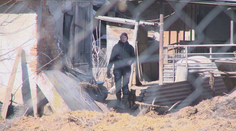 Chová prasce a mäso predáva bez povolenia. Ignoruje úrady a pokuty neplatí