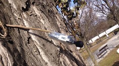 V Kiskovej prezidentskej záhrade pyrotechnici odpálili podozrivé zariadenie