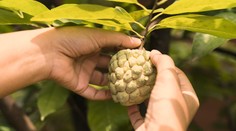 Nevábivé, no extrémne výživné. Toto ovocie patrí medzi najzdravšie na svete, mnohí z nás o ňom ani nepočuli