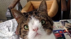 Mačka s „Downovým syndrómom“ je hitom na sociálnych sieťach