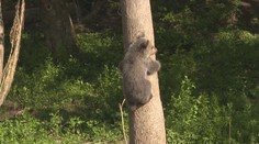 Výnimočná chvíľa: Po takmer štvrťstoročí prišlo v slovenskej ZOO na svet mladé medvieďa