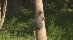 Výnimočná chvíľa: Po takmer štvrťstoročí prišlo v slovenskej ZOO na svet mladé medvieďa