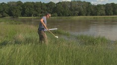 Odborník vysvetlil, prečo je v Bratislave tak málo komárov. Situácia sa však môže čoskoro rapídne zmeniť