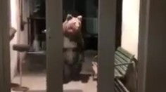 VIDEO: Nečakaná návšteva na polícii v Starom Smokovci. Pozrite sa, kto stál pred dverami