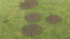 Pekný trávnik môže zničiť krt. Zisťovali sme, ako ho vyhnať