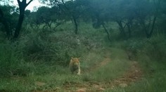 Prvé zábery tajomnej šelmy: Jahodového leoparda nasnímala fotopasca