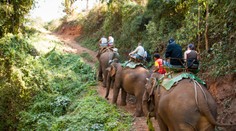 Slon usmrtil svojho vodcu a s turistami na chrbte ušiel do džungle