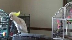 Chcete sa zabaviť? Pozrite si vtáka, ktorý sa poriadne odviazal