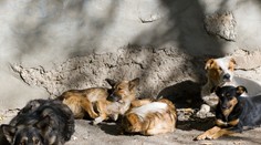 Rus otrávil tisícky túlavých psov. Návod našiel na internete