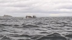 VIDEO: Kajakárovi išlo o život. Pohltila ho veľryba, všetko zachytila kamera