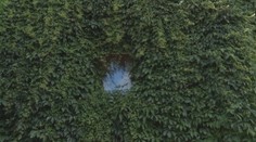 Dom, ktorý neprehliadnete: Oravskú atrakciu už 30 rokov obrastá popínavá rastlina