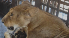 Porušil predpisy a doplatil na to. Ošetrovateľ chcel po záverečnej nakŕmiť leva, ten mu rozhrýzol krk