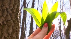 Jahňacie kolienko s mätovou omáčkou na studeno