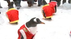 Na zjedenie! Ako dobre môžu tučniaky vyzerať v oblekoch