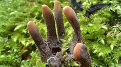 Fotografia mätie ľudí na sociálnych sieťach. Na takýto hororový výjav môžete naraziť aj v slovenských lesoch