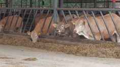 Nákaza slintačky sa zatiaľ nerozširuje. Kým opozícia nešetrí kritikou, minister rokuje o kompenzáciách