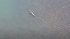 Rybári mali šťastie, že si zobrali aj dron. Kúsok od nich plával gigantický krokodíl aj žralok