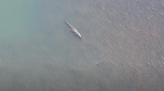 Rybári mali šťastie, že si zobrali aj dron. Kúsok od nich plával gigantický krokodíl aj žralok