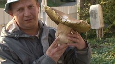 Rastú, hoci je mesiac pred Vianocami