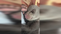 Smutné správy z bojnickej ZOO. Oznámili tragickú novinku o medvedíkoch po zastrelenej matke