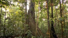 Zázrak. Štyri deti prežili po páde lietadla vyše dva týždne v Amazonskom pralese