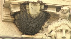 Tento rok sa pripravte na inváziu "lietajúcich teroristiek"