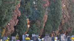 Nebezpečný chrobák sa šíri po Slovensku. Úplne zničil 30-ročné stromy na cintoríne