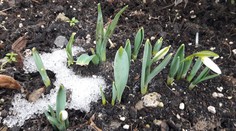 Jar sa už zrejme hlási. Oteplí sa a rastú aj prvé snežienky