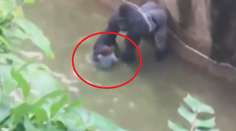 Svedkovia tvrdia: "Gorila spadnutého chlapca láskavo objala"